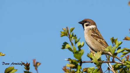 tree sparrow