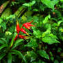 Red Orquidea