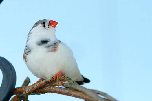 Zebra Finch