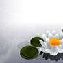 Lotus Wallpaper