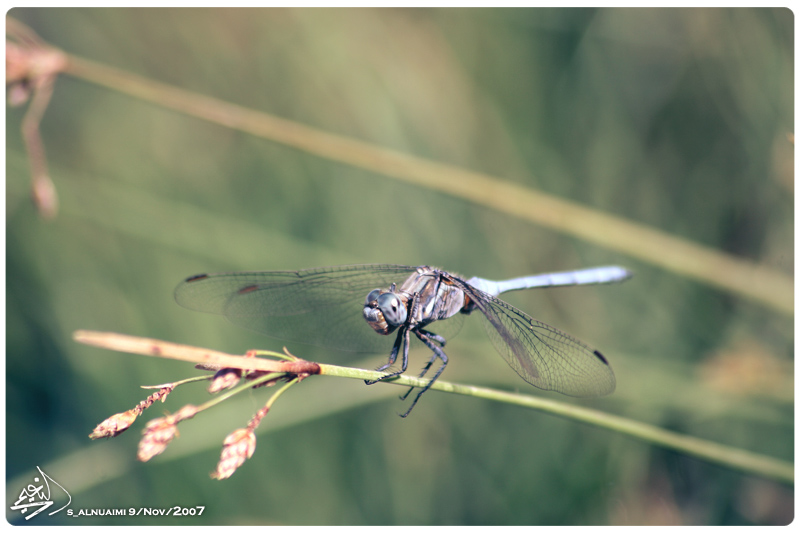 Dragonfly