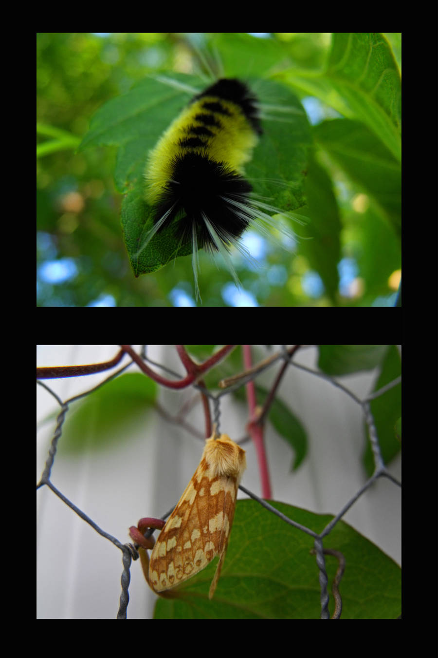 Lophocampe macule by NatureDuQuebec
