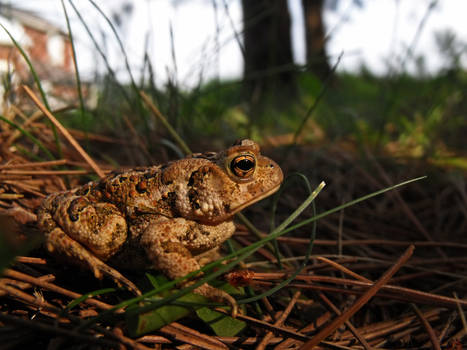 Crapaud d'Amerique