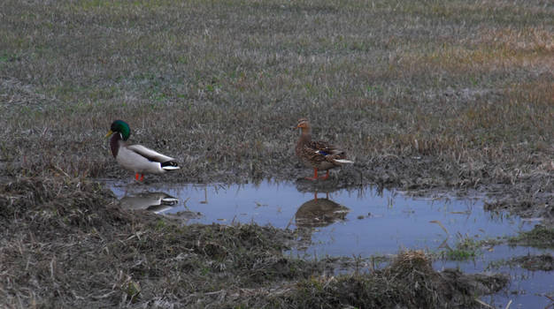 Canard colvert