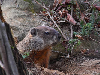 Marmotte commune