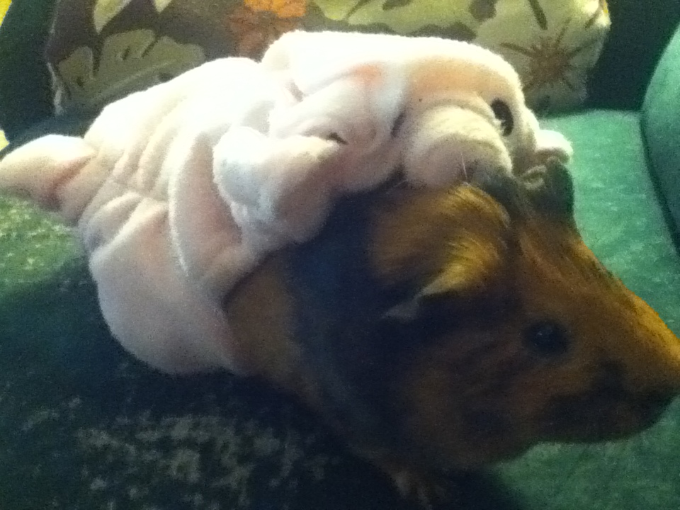 My Pig Waddles