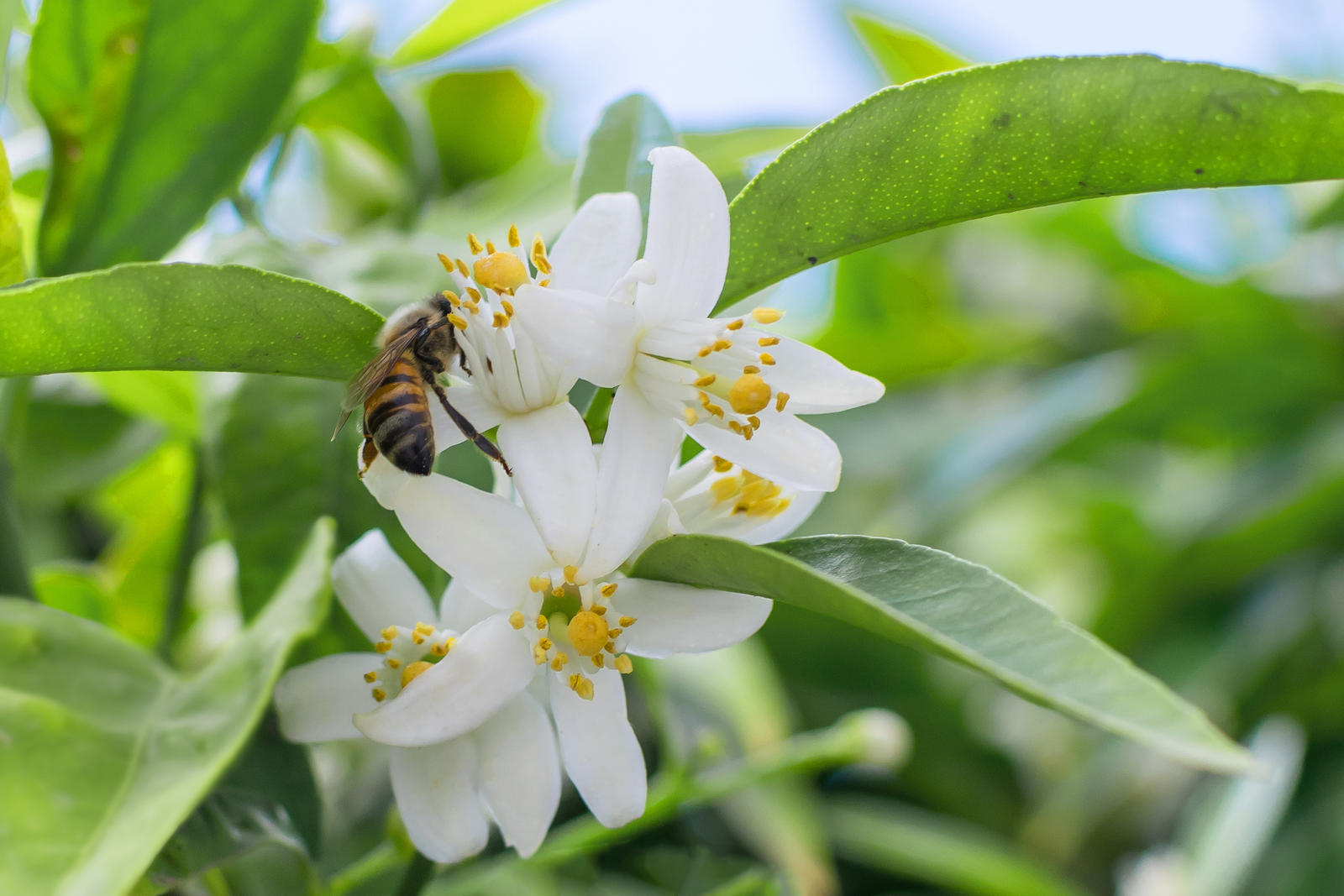 Bee In Mandarin Flower By Shedda2000 On Deviantart