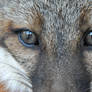 Grey Fox Eyes