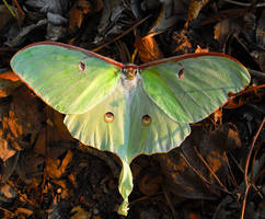 Female Lunar Moth