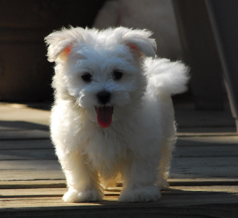 Fluffy pup