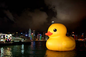 Last Night for Duckie
