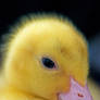 Golden duckling
