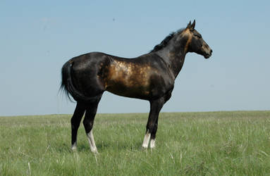 Azamat - akchalteke horse.