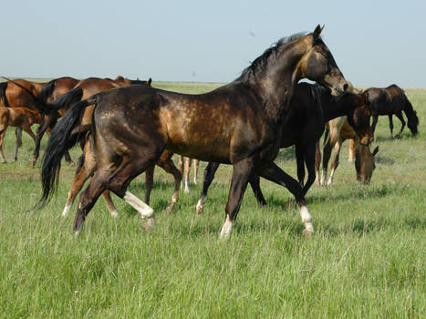 Azamat - akchalteke horse.