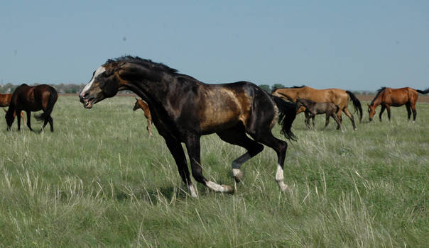 Azamat - akchalteke horse.