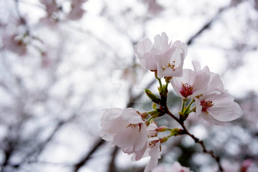 Cherry Tree