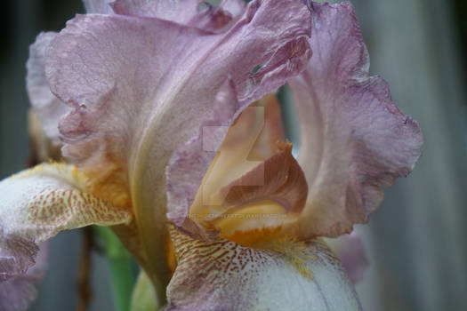 Purple Iris