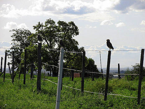 Tres atentas vigilantes