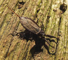 Water Scorpion.