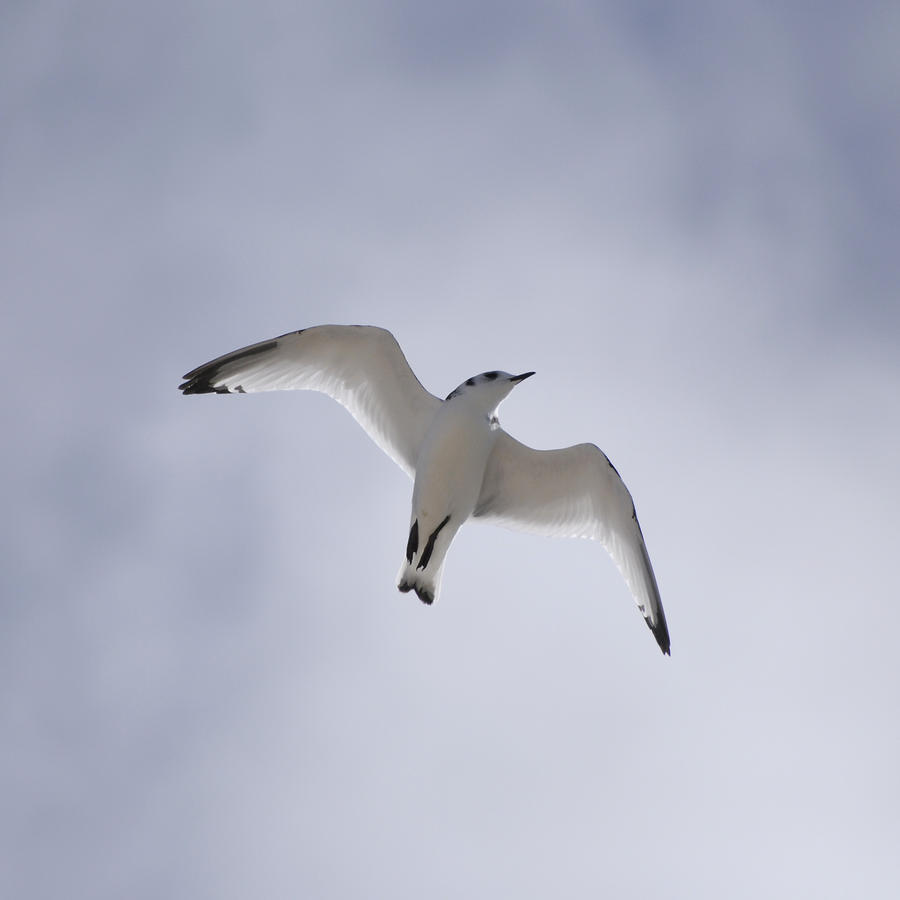 Juvenile Kittiwake.