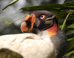 King Vulture. by quaddie