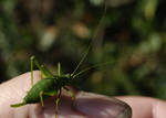 Little green feller 3. by quaddie