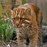 Golden Cat.