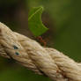 Leaf-cutter ants.