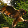 Eagle Owl talons..