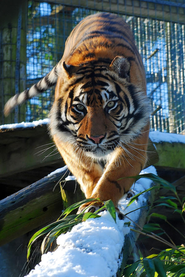 Cirque de Tigre.