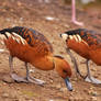 Fulvous Whistling Duck