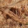 Muntjac Buck.