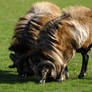 Cameroon Sheep.