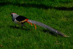 Silver Pheasant... by quaddie