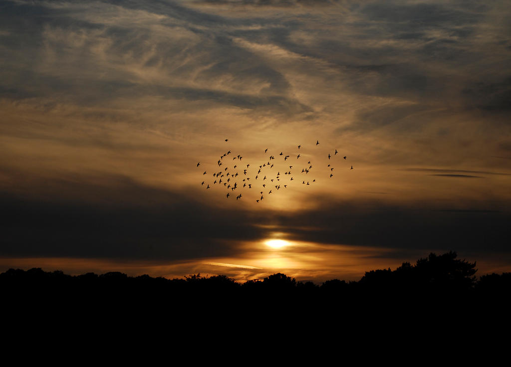 Flight of Starlings..