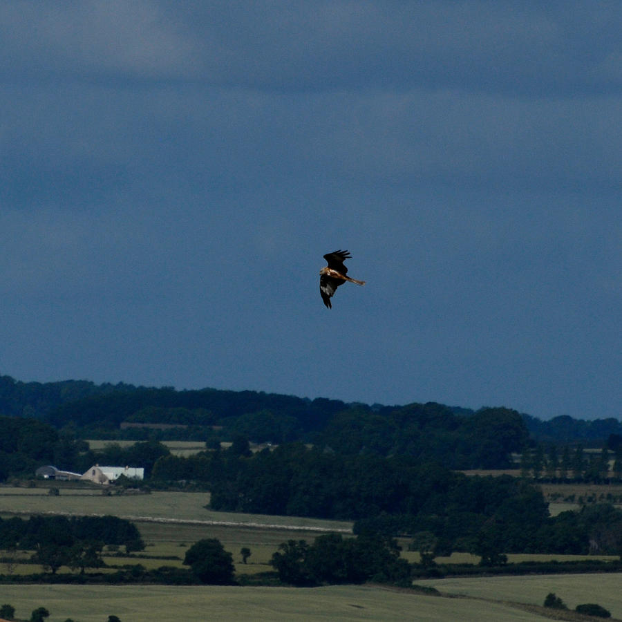 Cotswolds Kite..again.