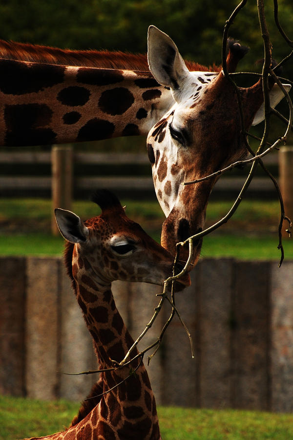 A Mothers Love.