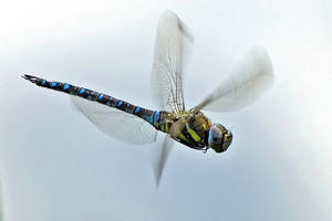 Migrant Hawker I.