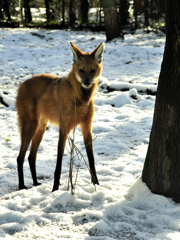 Maned Wolf.