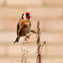 Goldfinch