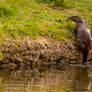 Wary Otter.