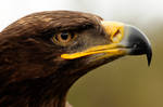 Steppe Eagle portrait.