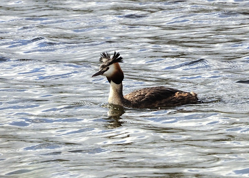 Great Crested Grebe..