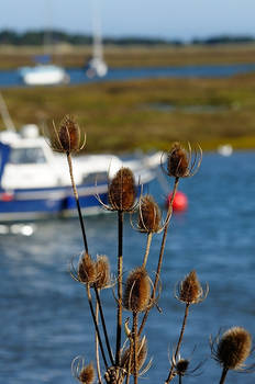 Wells90 (15)