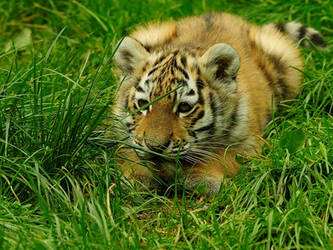 Crouching Tiger.. by quaddie