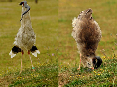 Terror Bird.