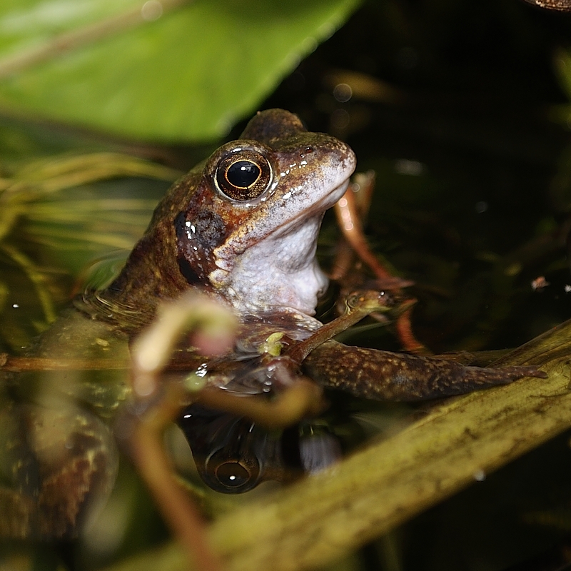 Proud Frog 3..