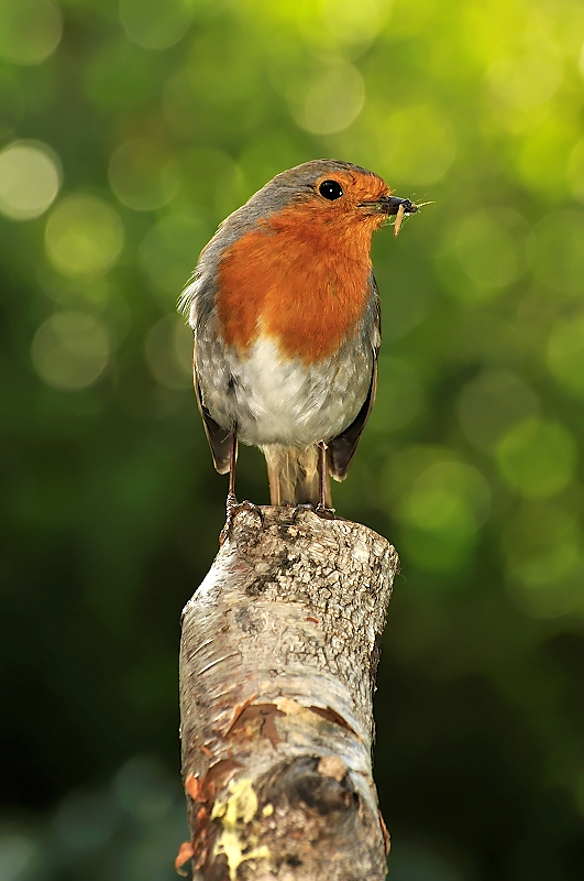 Busy Robin.