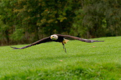 Skimming.