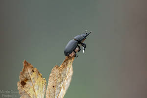 Stag Beetle.